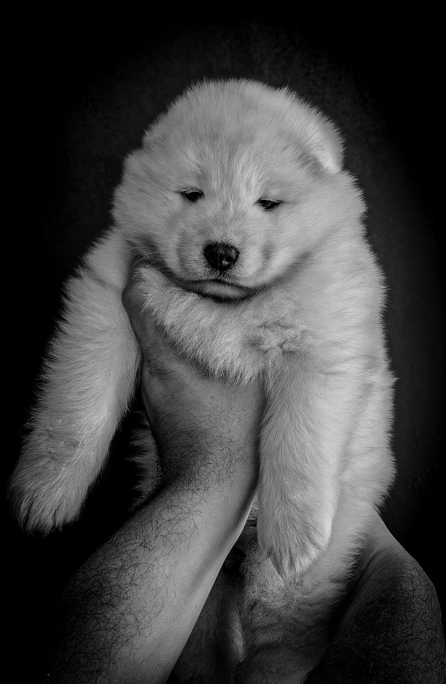 Naskao Legends - Chiots disponibles - Samoyède