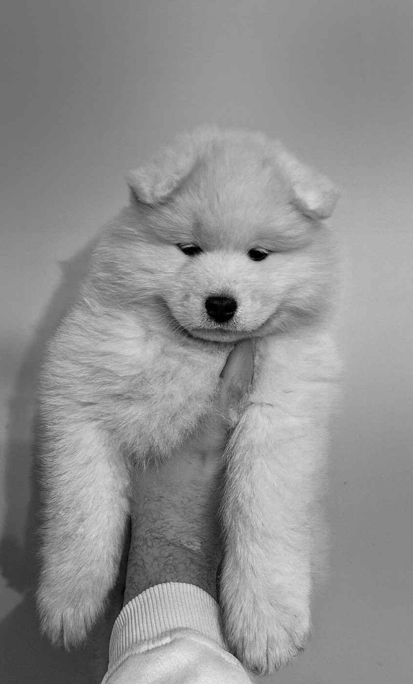 Naskao Legends - Chiots disponibles - Samoyède