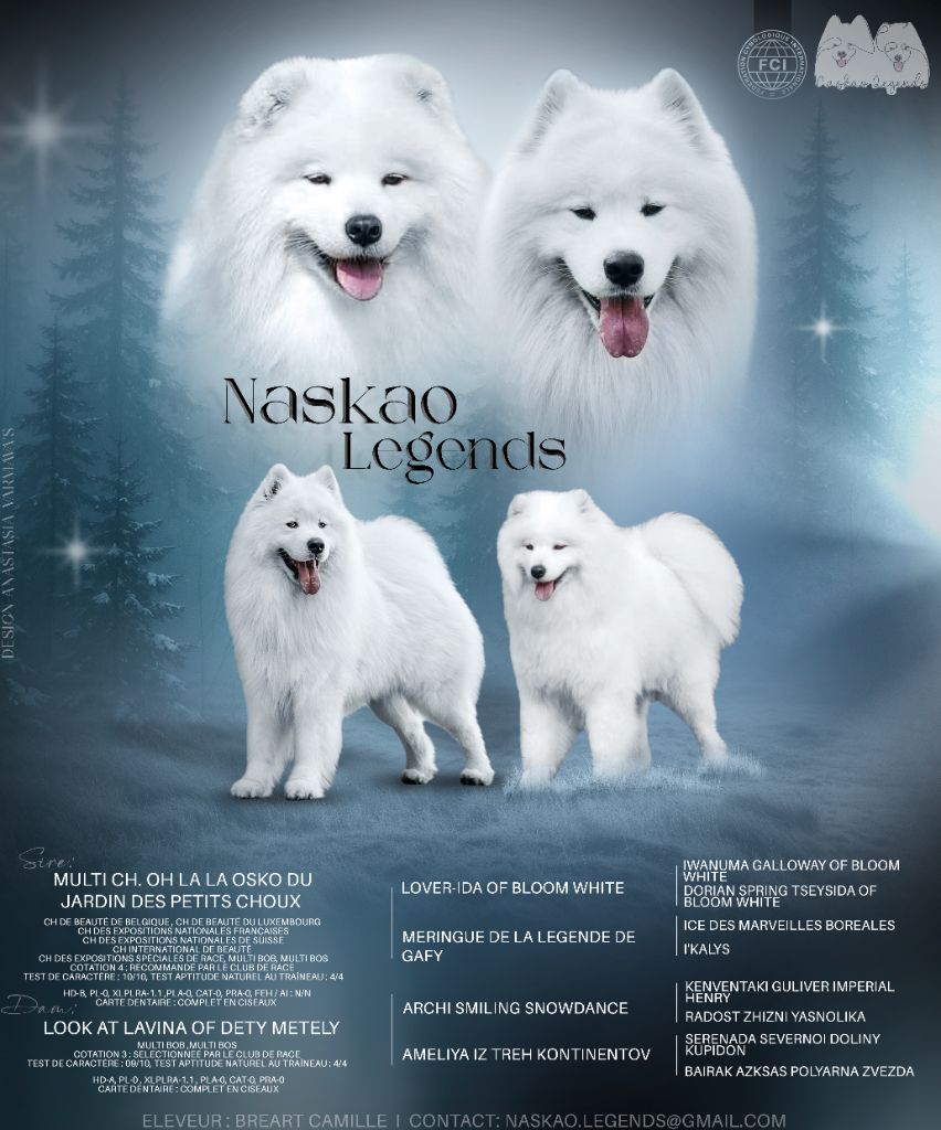 Chiot Samoyède Naskao Legends